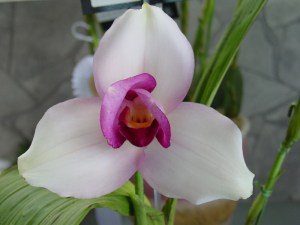 Lyc (skinneri x Sunray) 'Pegasus'