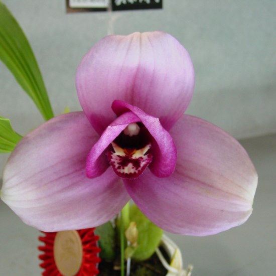 Lyc Elizabeth Powell x Shonan Beat 'Arles'