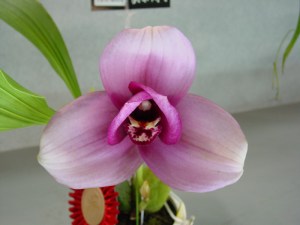 Lyc Elizabeth Powell x Shonan Beat 'Arles'