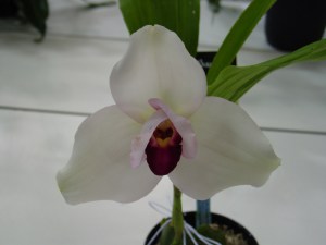 Lyc Shoalhaven 'Kitayama'