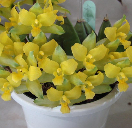 Lyc Spring Bouquet 'Tiny Bouquet'