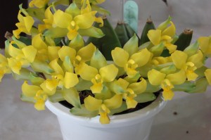 Lyc Spring Bouquet 'Tiny Bouquet'