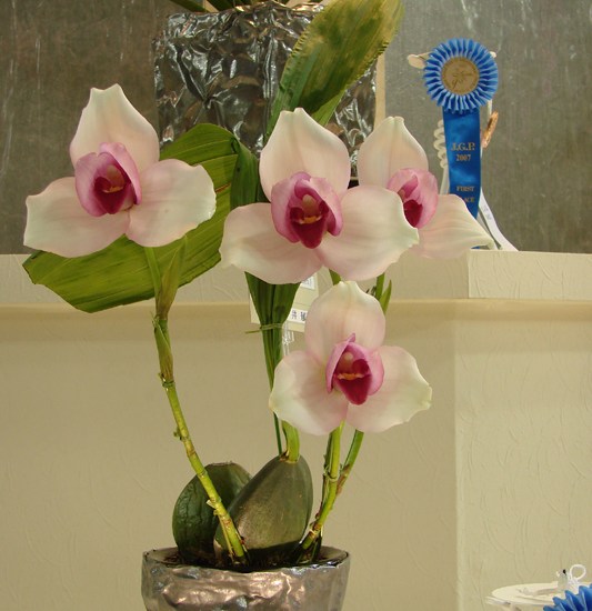 Lyc Sunray 'Adeyaka'