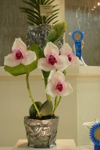 Lyc Sunray 'Adeyaka'