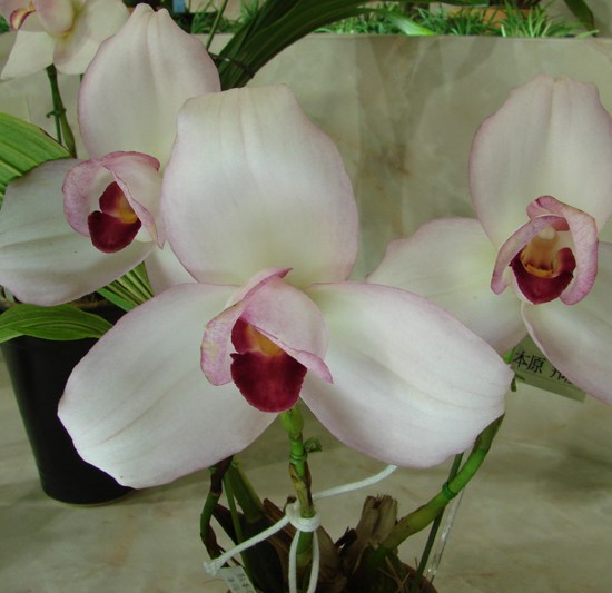 Lyc Sunray 'Kyoto no Ko'