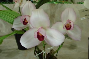 Lyc Sunray 'Kyoto no Ko'