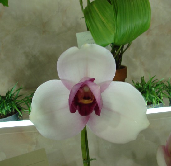 Lyc Sunray 'Priamus'