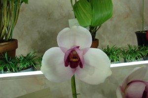 Lyc Sunray 'Priamus'